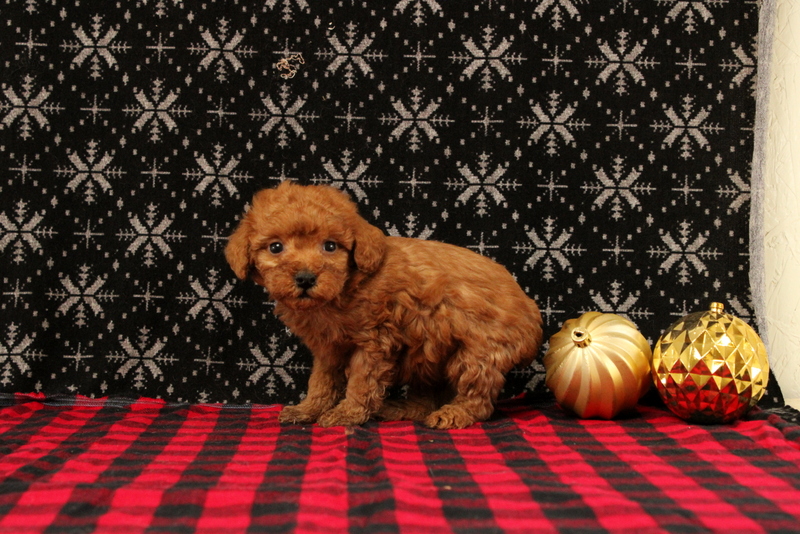 puppy, for, sale, Mini Poodle, Matthew B. Stoltzfus, dog, breeder, Gap, PA, dog-breeder, puppy-for-sale, forsale, nearby, find, puppyfind, locator, puppylocator, aca
